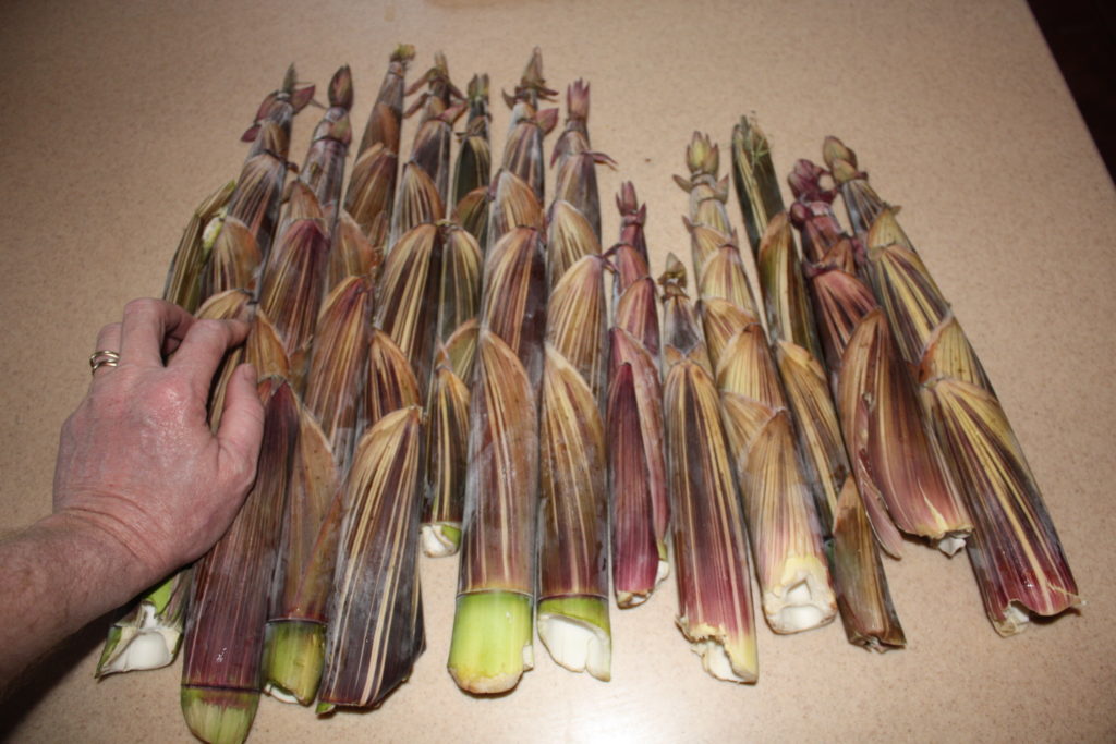 Edible bamboo shoots ready for processing.