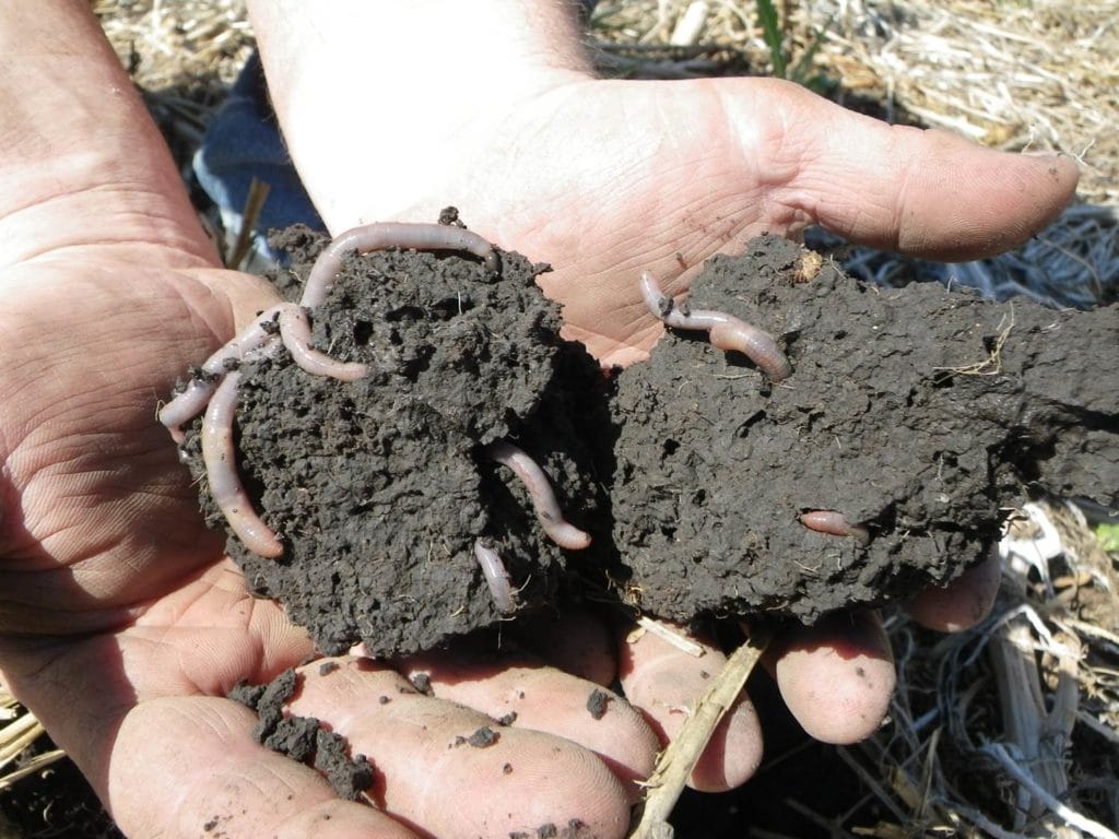 earthworms in soil clumps held in hands