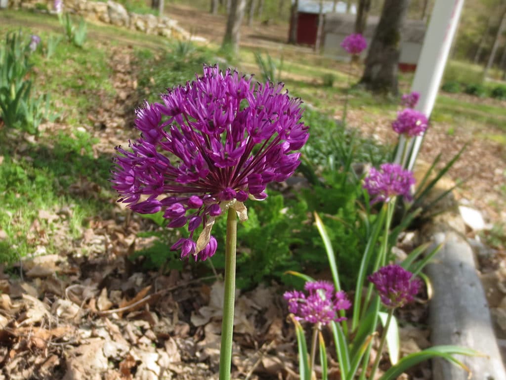 ornamental onions