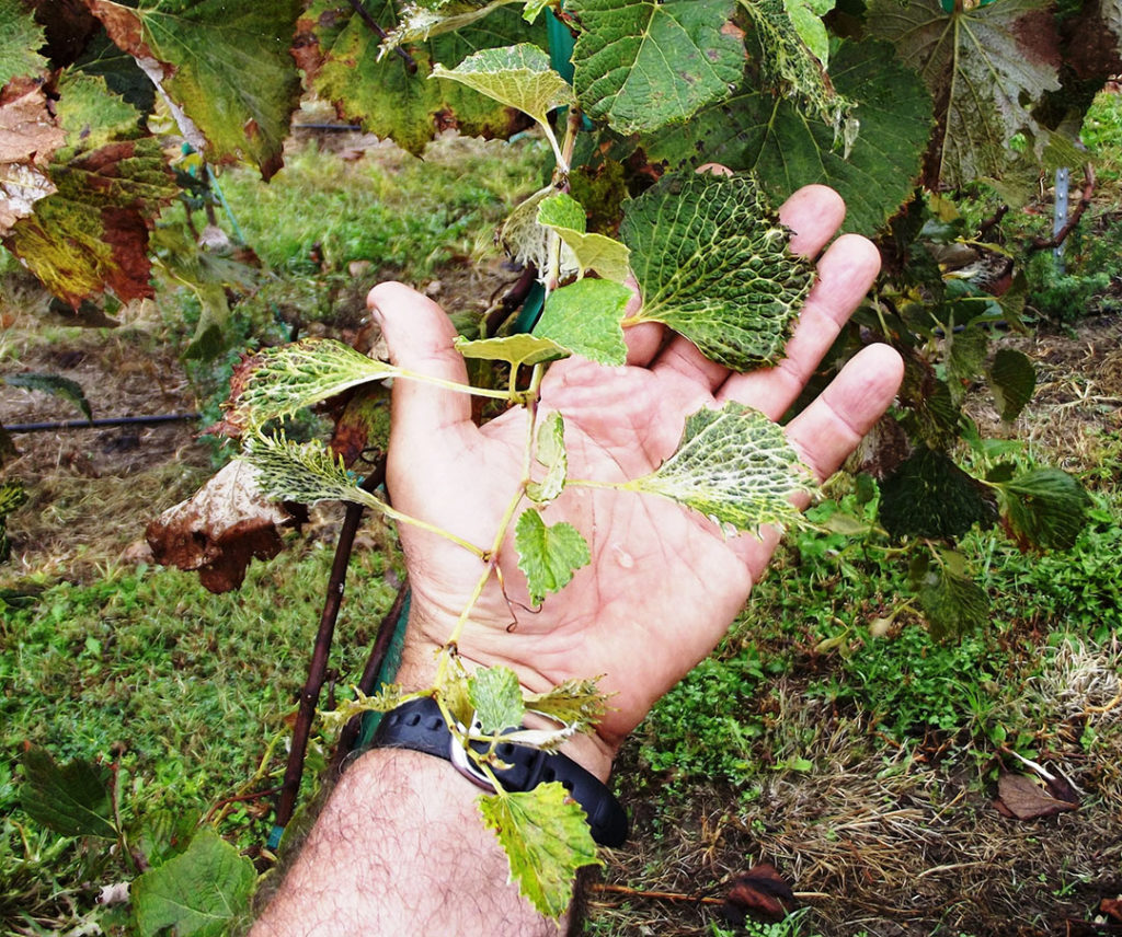 Grape Vine damage caused by herbicide drift