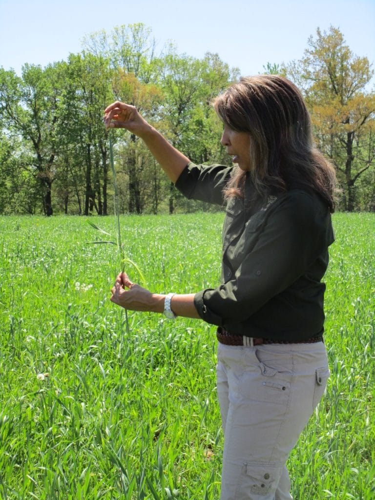 Silvia Abel-Caines, Ph.D., D.V.M.