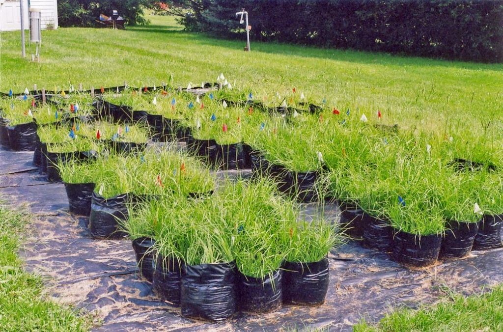 Grass with mycorrhizal fungi withstands drought