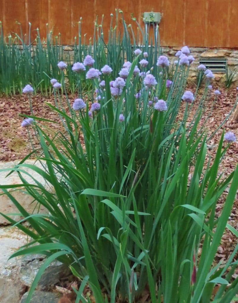 chives