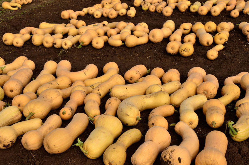 Rows of squash