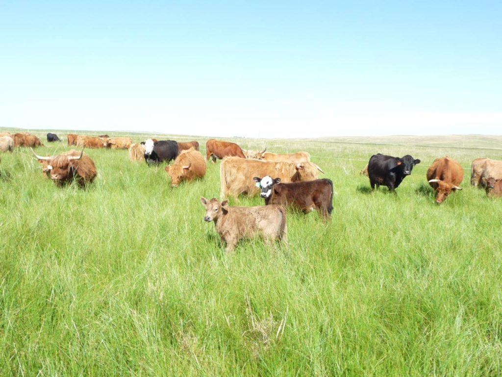 Scottish highland cattle