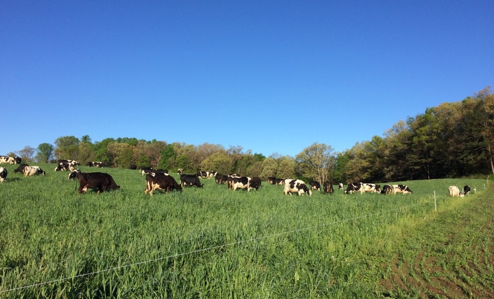 Cows graze at Hidden Hollow Farm in Dayton, Virginia.