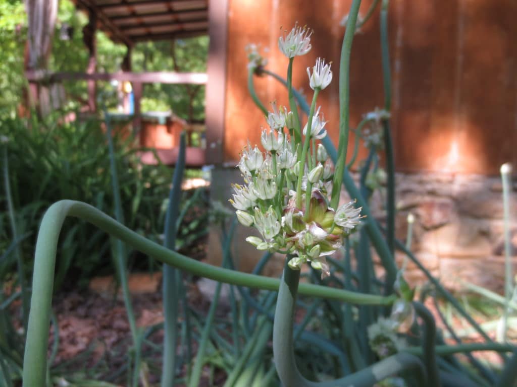 Egyptian Walking onion plant