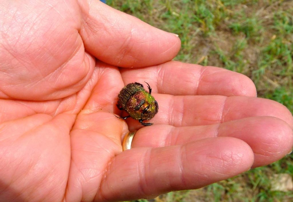 dung beetle in hand