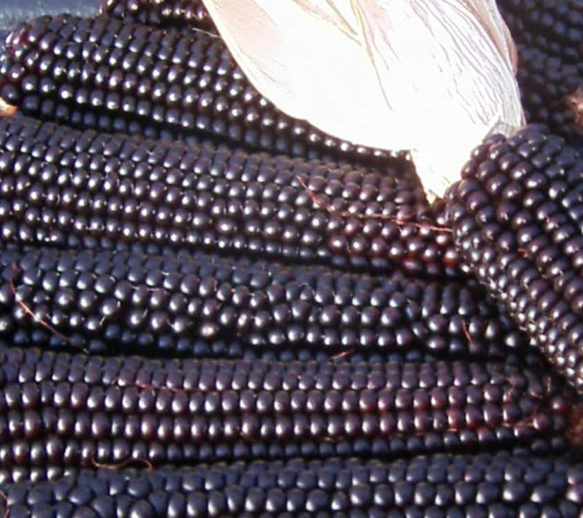 black corn