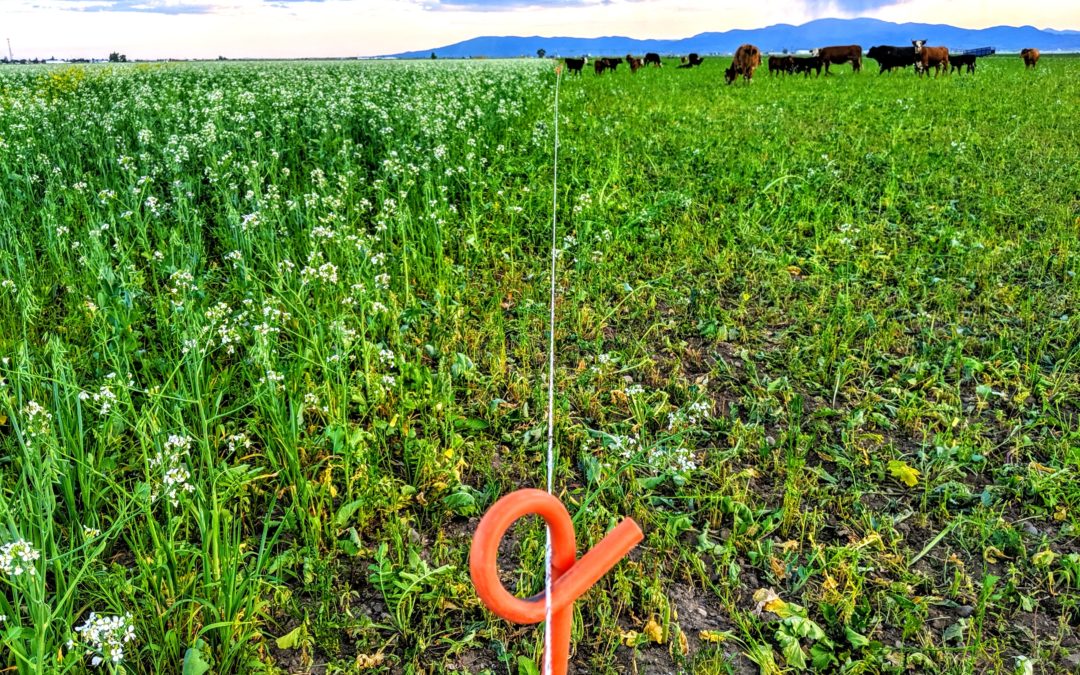 Cover Crop Grazing on a Vegetable Farm