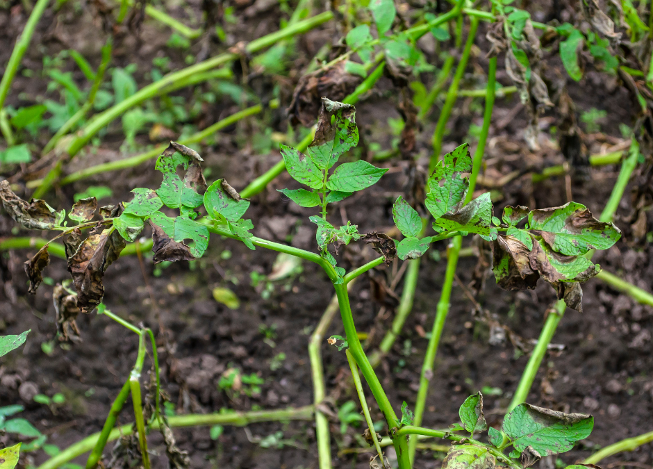 Stifling Disease: Phytophthora in Disease-Suppressive Soils