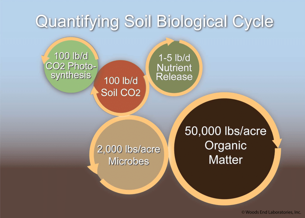 Soil Biological Cycle
