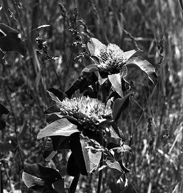 Basics of Alfalfa: The Queen Forage Species