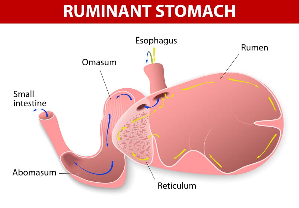 Rumen graphic