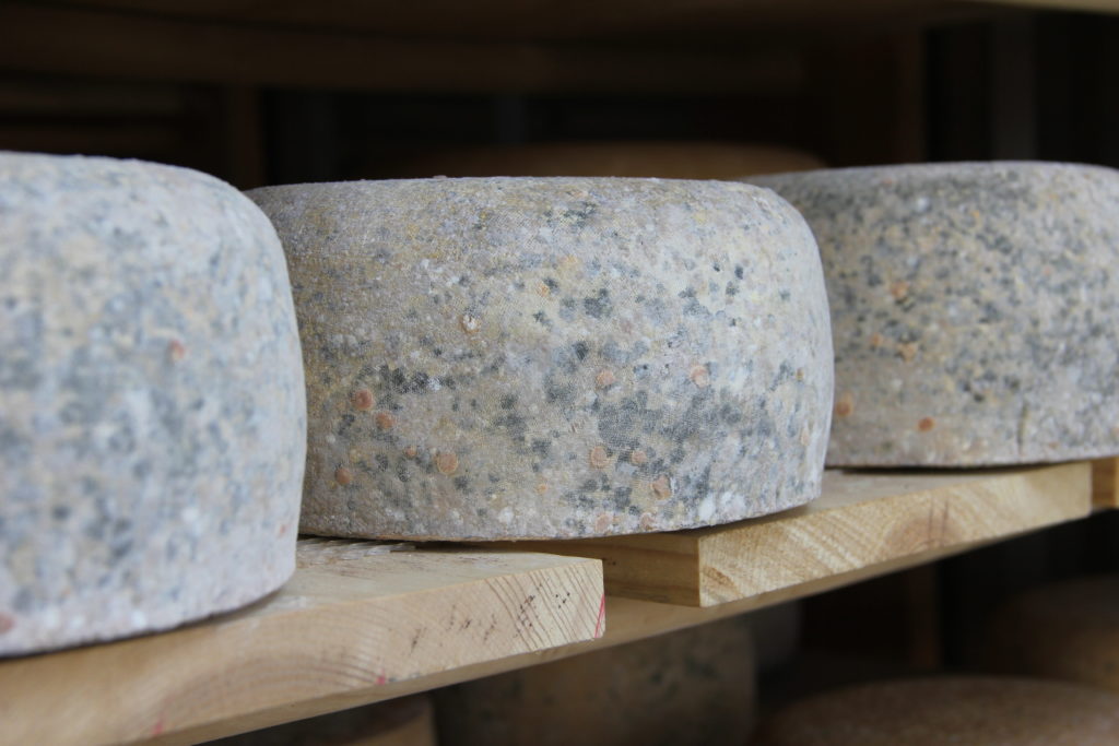 aging cheeses
