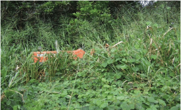 cover crops on André Leu's farm