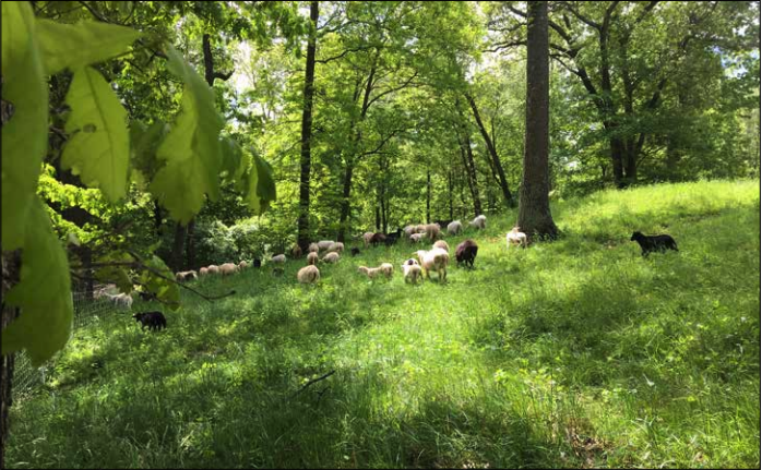 Bringing Trees Back into Agriculture