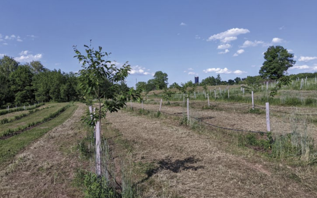 The Business Case for Agroforestry