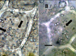 Figure 1 Seeds 