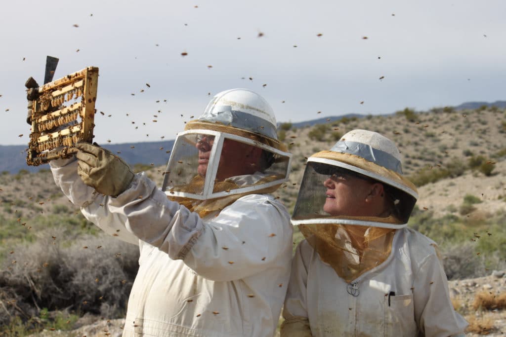 Martin James and his sister, Karla Bingham, examine hives at the Slide Ridge Honey operation in Utah.