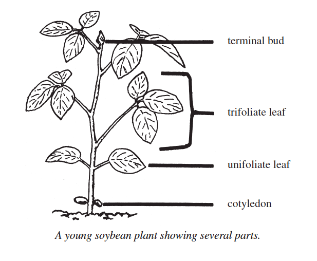 Illustration of a soybean plant