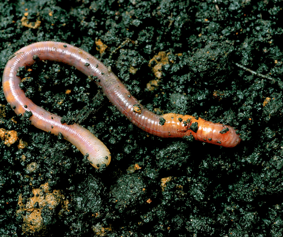 closeup of earthworm in dark soil