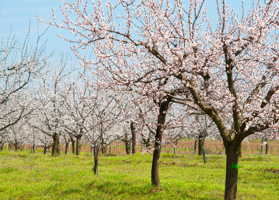 Almond Tree Development Depends on Amino Acids and Zinc