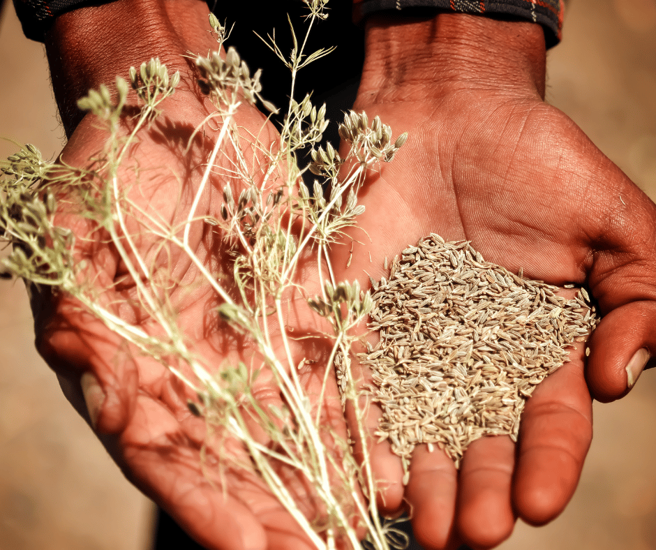 hands holding seeds and plant