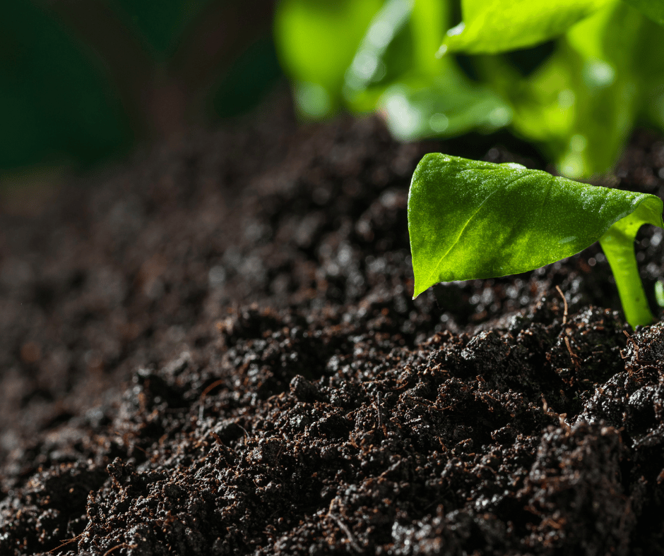 closeup of plant growing in healthy soil