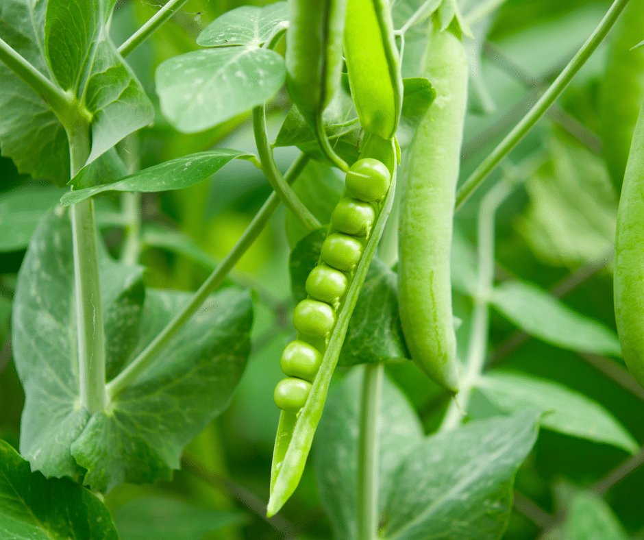 pea seeds in pea pod attached to plant stem