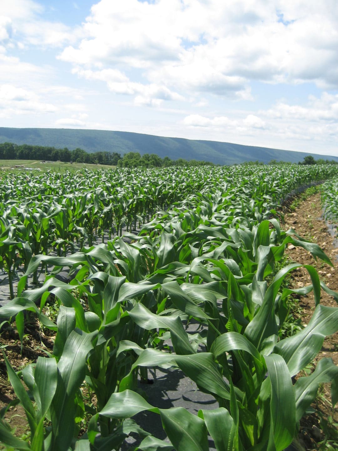 CSA Creates Community Connection - EcoFarming Daily