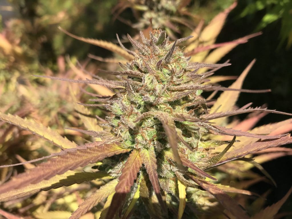 hemp plant bud