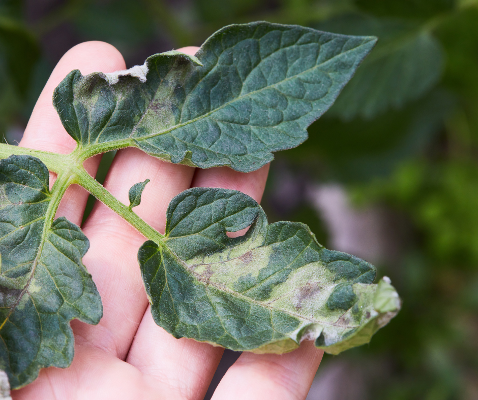 Tomato plant with phytophthora symptoms