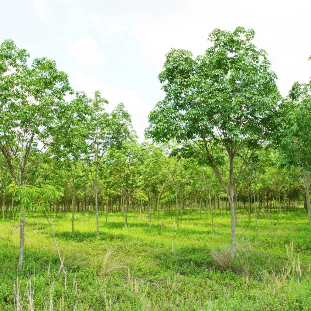 trees in a field