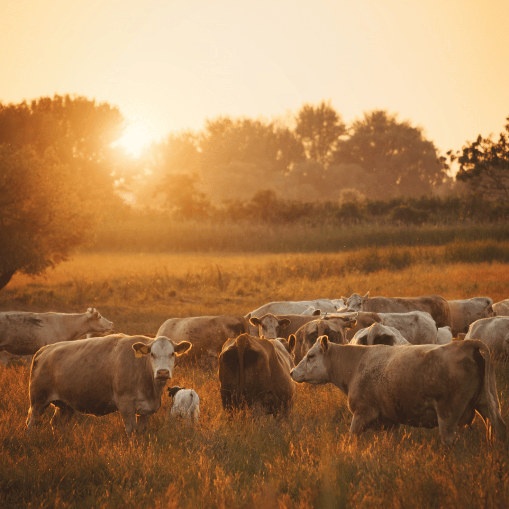 cows in a field at sunset