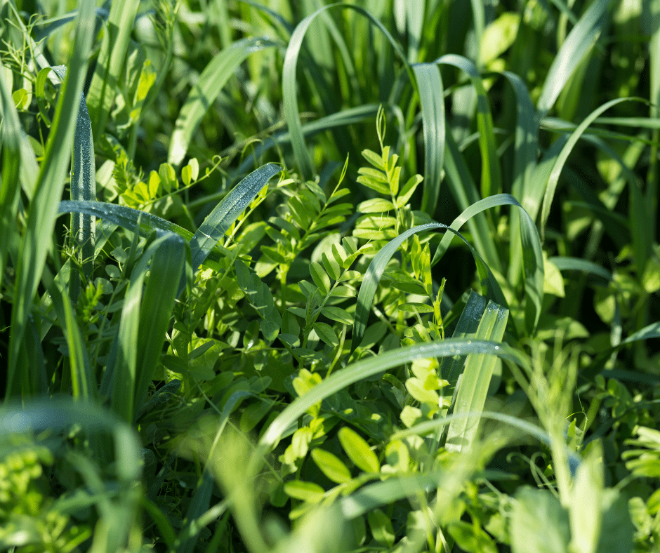 closeup of green plants
