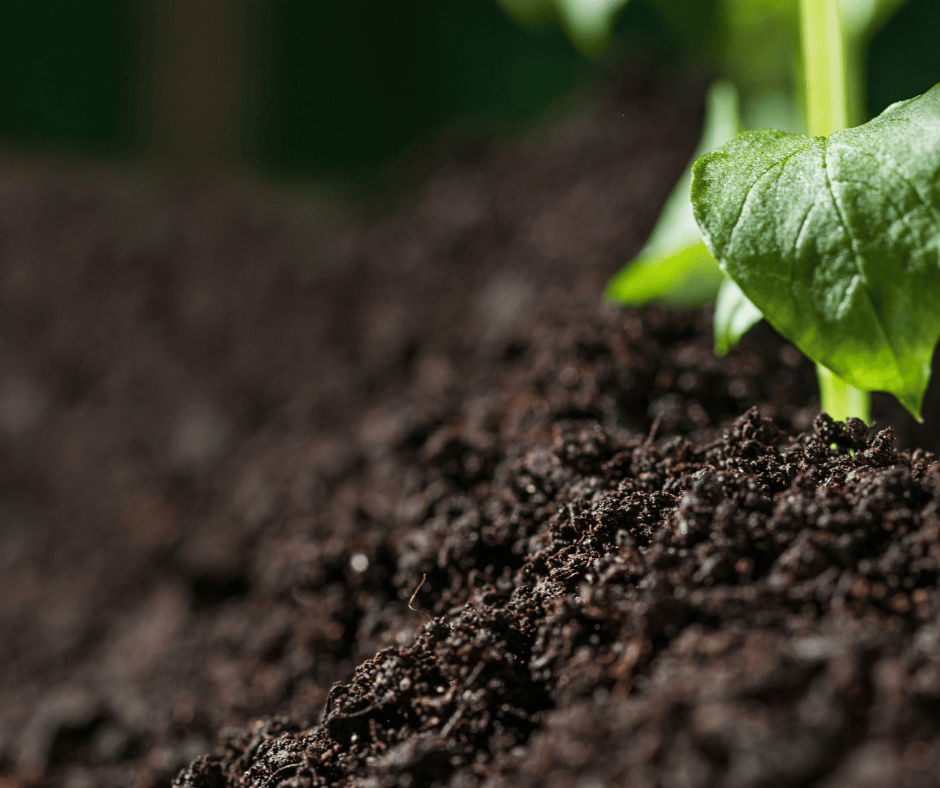 closeup of green plant stem growing in dark soil