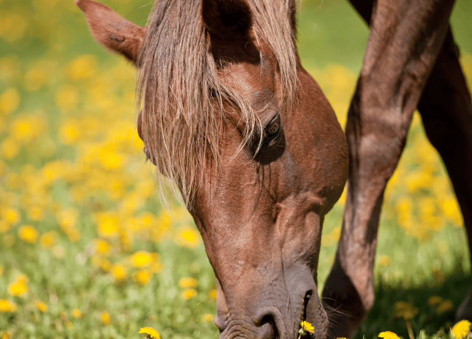 Good Horses Require Good Soil