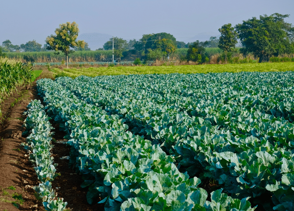 Nutrient Management for Market Farms