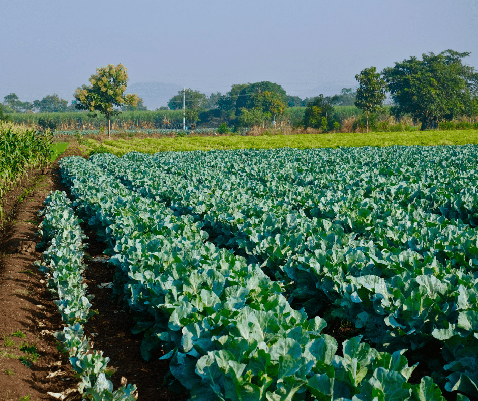 rows of vegetables planted in a field