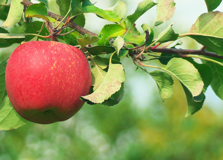 The Holistic Orchard Introduction: Getting Started