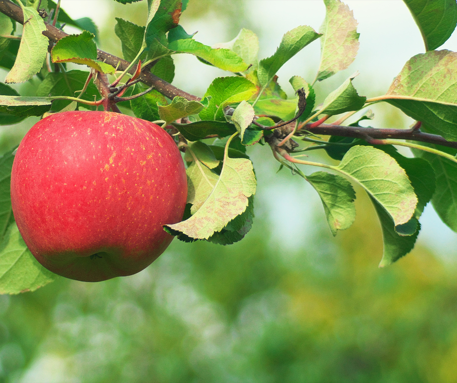 Apple Branch