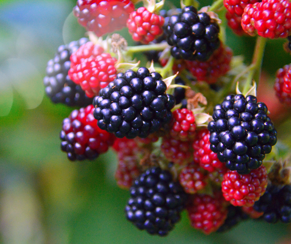 Blackberries Image