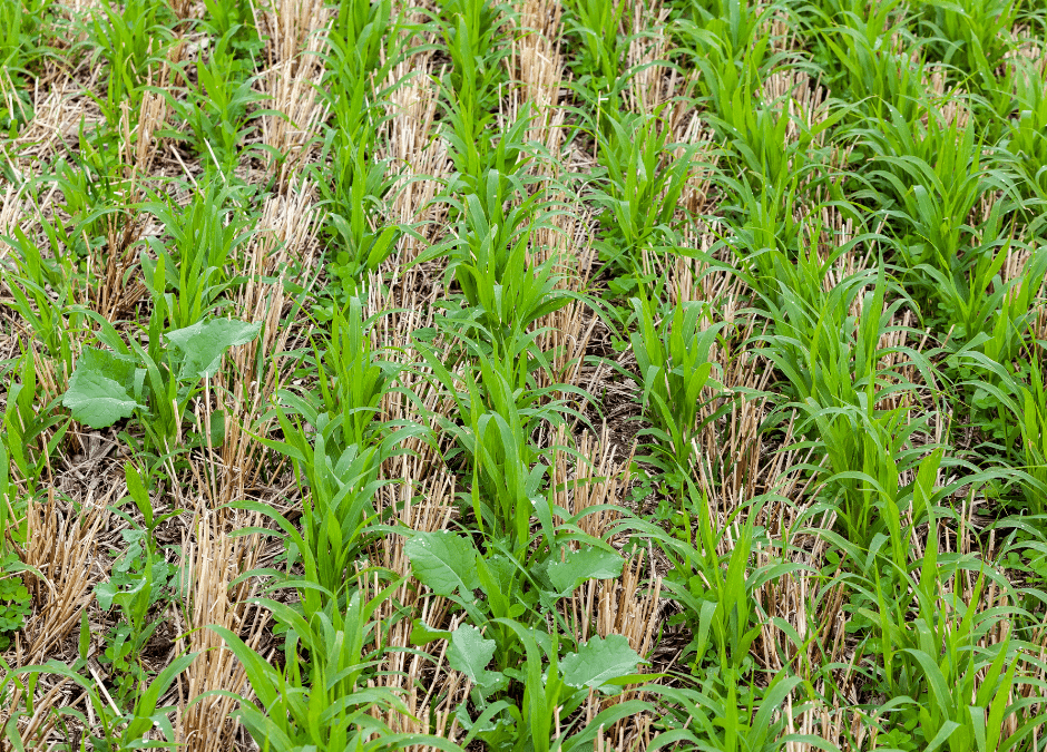 Cover Crops