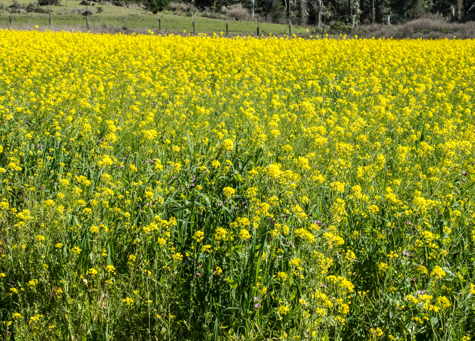 The Organic No-Till Farm: Planning for Your Transition to Organic No-Till