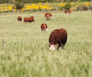 Cows grazing