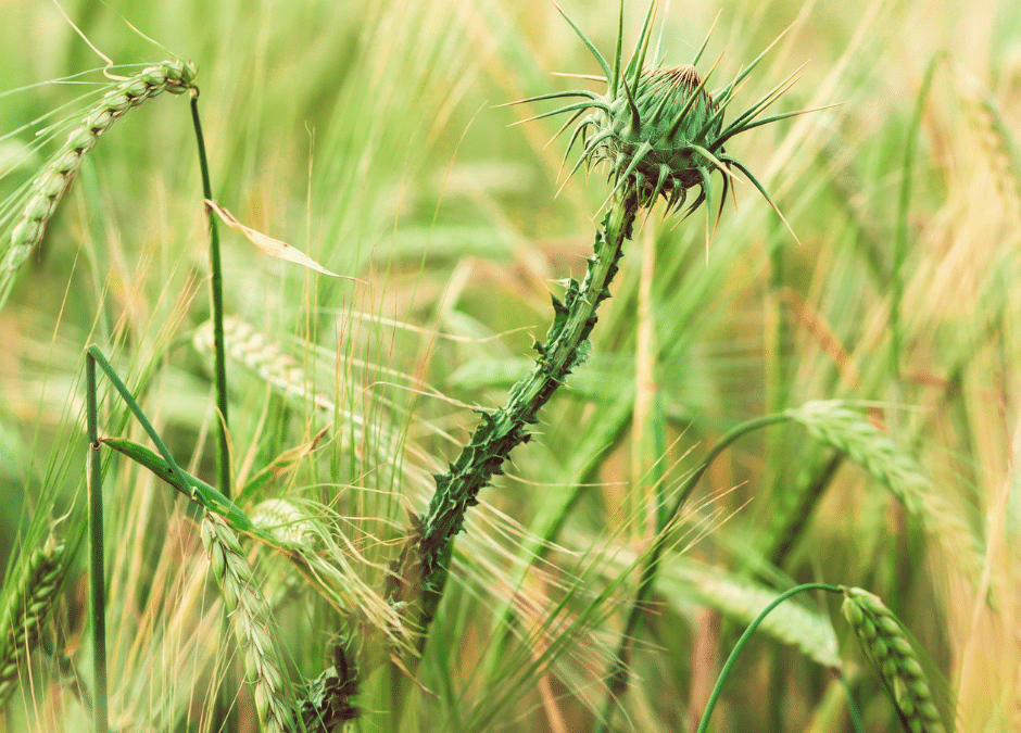 Poverty Pastures, Poverty Weeds