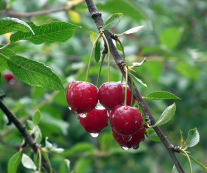 Cherries 