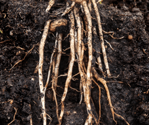 Parsley Roots 