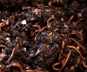 Earthworms
